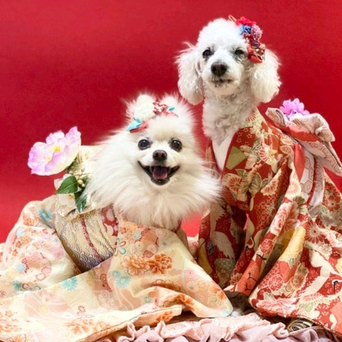 犬用お着物 引振袖 ペット服・アクセサリー Grace メグノベベ