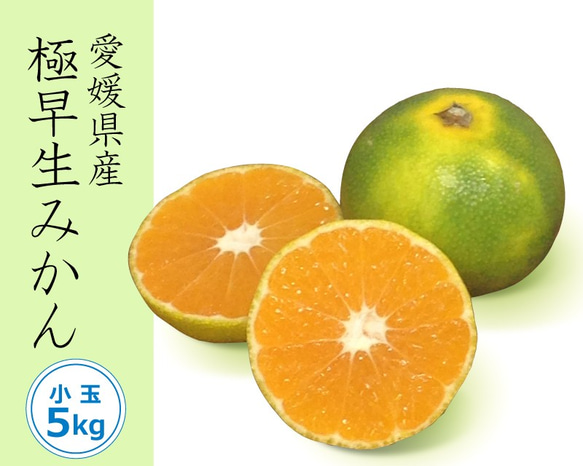 【送料無料】極早生みかん〈小玉〉約５kg【※今季完売※】 1枚目の画像