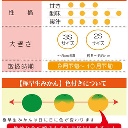 【送料無料】極早生みかん〈小玉〉約５kg【※今季完売※】 2枚目の画像