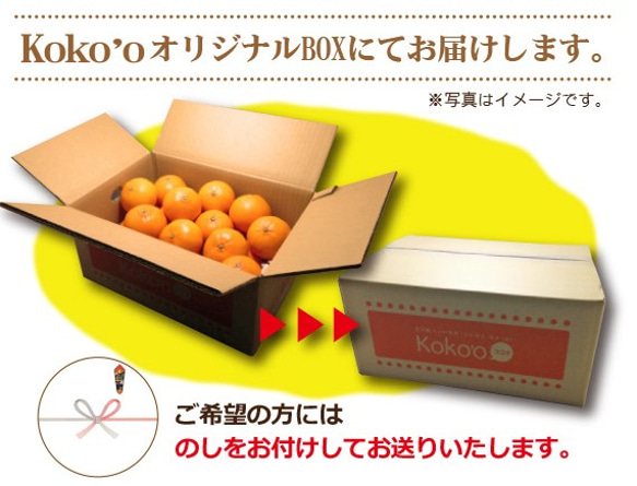 【送料無料】極早生みかん〈小玉〉約５kg【※今季完売※】 3枚目の画像