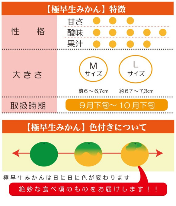 【送料無料】極早生みかん〈秀品〉約５kg 【※今季完売※】 3枚目の画像