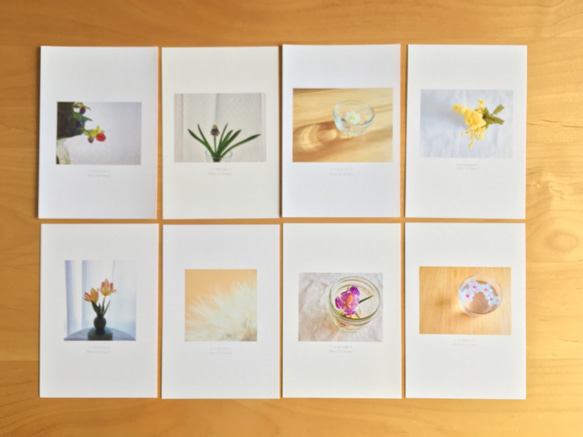《送料無料》5枚 選べるお花のポストカード A 1枚目の画像