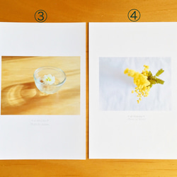 《送料無料》5枚 選べるお花のポストカード A 3枚目の画像