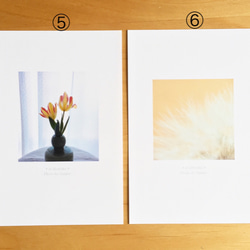 《送料無料》5枚 選べるお花のポストカード A 4枚目の画像