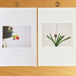 《送料無料》5枚 選べるお花のポストカード A 2枚目の画像