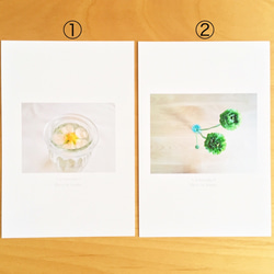 《送料無料》5枚 選べるお花のポストカード C 2枚目の画像
