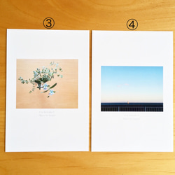 《送料無料》5枚 選べるお花のポストカード C 3枚目の画像