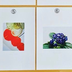 《送料無料》5枚 選べるお花のポストカード C 4枚目の画像