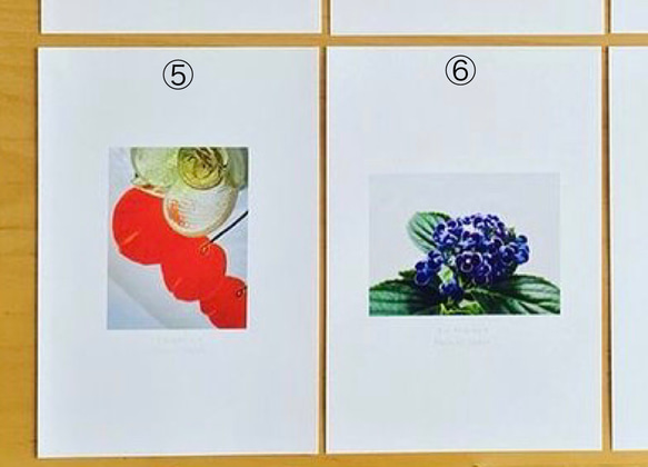 《送料無料》5枚 選べるお花のポストカード C 4枚目の画像