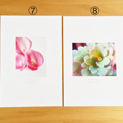 《送料無料》5枚 選べるお花のポストカード C 5枚目の画像