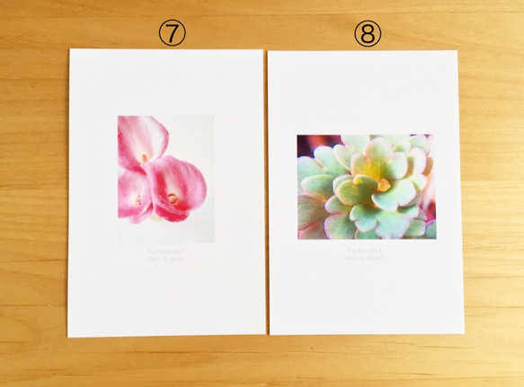 《送料無料》5枚 選べるお花のポストカード C 5枚目の画像