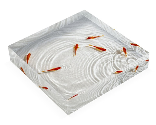 アクリルブロック　泳ぐ金魚 0_80a48e15abadd7ea4e21d065abbb