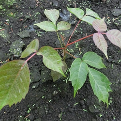 ウルシの種栽培キット　岩手県盛岡産 6枚目の画像