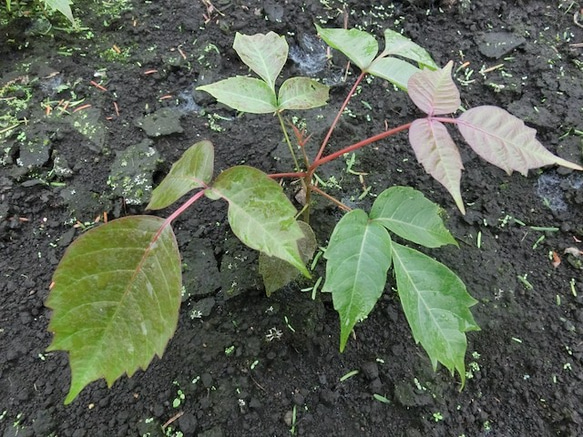 ウルシの種栽培キット　岩手県盛岡産 6枚目の画像