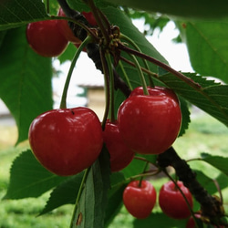 ❝Confiture❞コンフィチュール　“さくらんぼ (サトウニシキ)　2023” 2枚目の画像