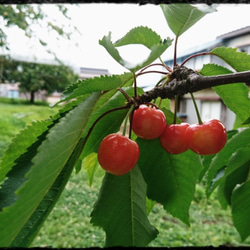 ❝Confiture❞コンフィチュール　“さくらんぼ (サトウニシキ)　2023” 3枚目の画像