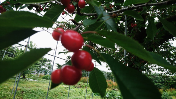 ❝Confiture❞コンフィチュール　“さくらんぼ (サトウニシキ)　2023” 6枚目の画像