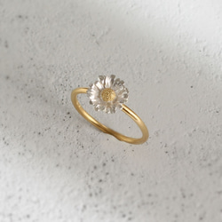 北極環 第3張的照片