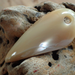 石垣島産高瀬貝　ペンダントトップ　立体牙型 5枚目の画像