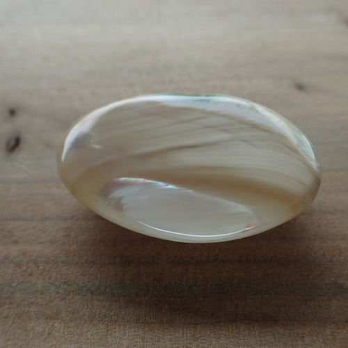 夜光貝 少し大きめ