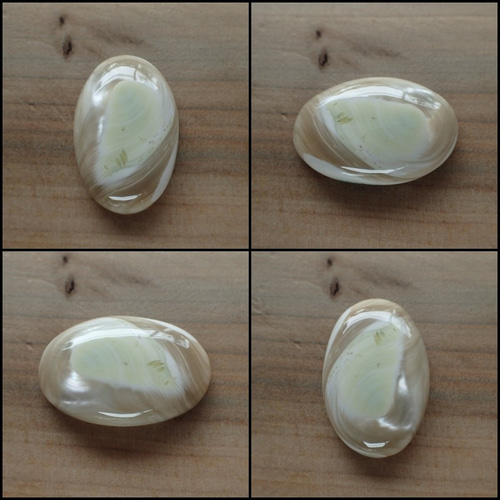 夜光貝 少し大きめ