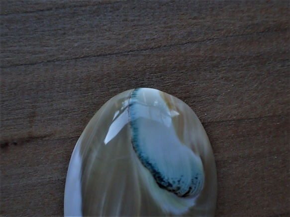 沖縄産夜光貝　穴なしパーツ　オーバル型　芯ber 4枚目の画像
