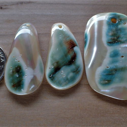 夜光貝5個セット