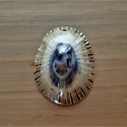 夏威夷大島的奧皮希貝殼（Opihi Shell）② 第2張的照片