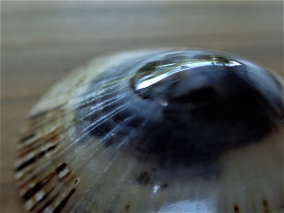 夏威夷大島的奧皮希貝殼（Opihi Shell）② 第6張的照片