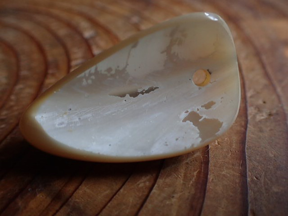 沖縄産高瀬貝　ペンダントトップ　立体牙型 3枚目の画像