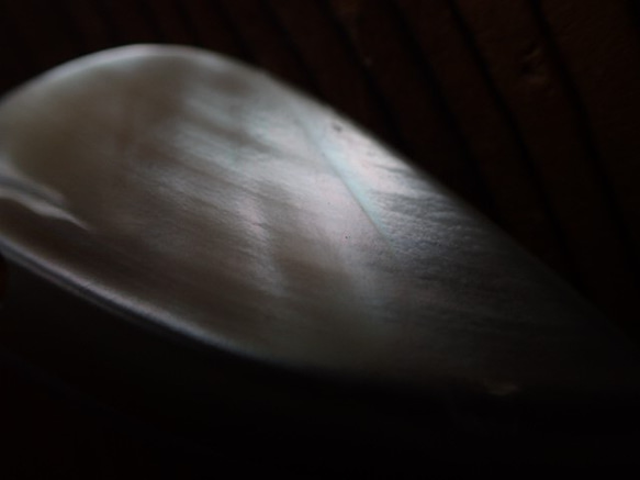 沖縄産高瀬貝　ペンダントトップ　立体牙型 9枚目の画像