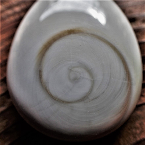 沖縄産夜光貝のフタ Shiva eye shell ペンダントトップ 滴型