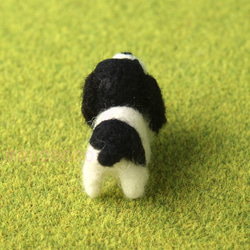 毛茸茸的吉祥物英國史賓格犬福爾摩斯 第4張的照片
