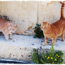 カレンダー2016「猫のいる風景」 2枚目の画像