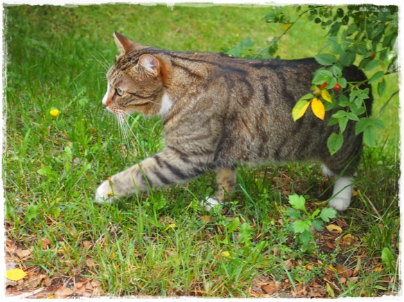 カレンダー2017 「猫のいる風景」 2枚目の画像