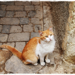 カレンダー2018「猫のいる風景」 2枚目の画像