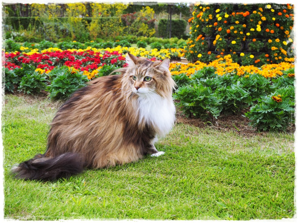 カレンダー2019「猫のいる風景」 2枚目の画像