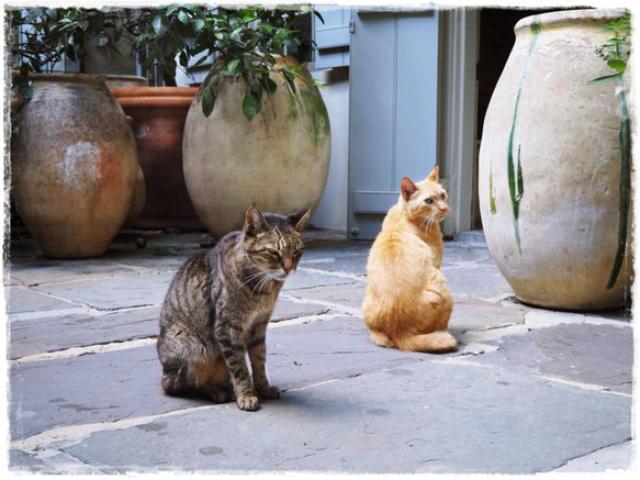 カレンダー2019「猫のいる風景」 3枚目の画像