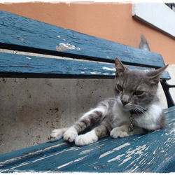 2015年カレンダー「猫のいる風景」 3枚目の画像