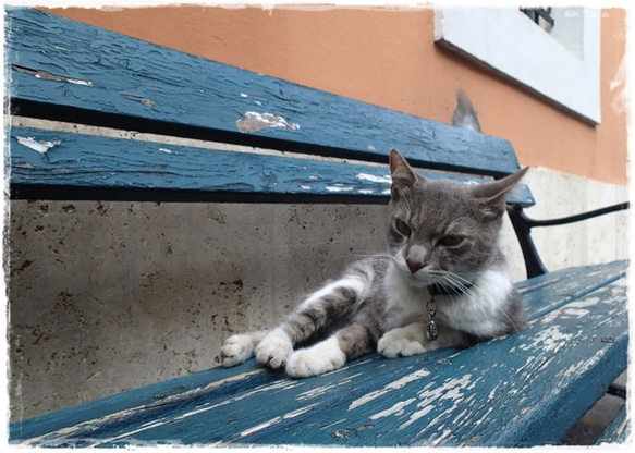 2015年カレンダー「猫のいる風景」 3枚目の画像