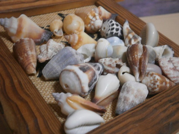 貝殻ミックス（100ｇ） 4枚目の画像
