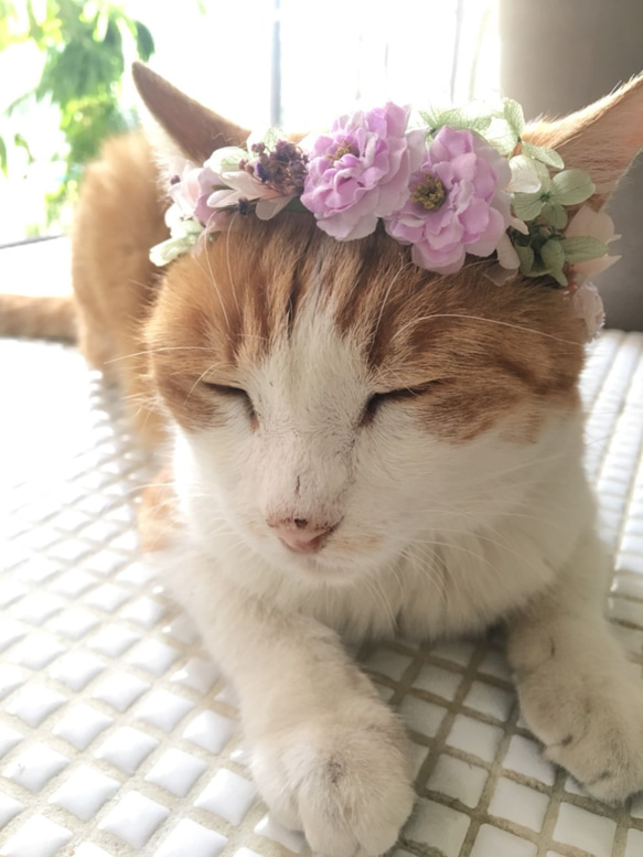 猫ちゃん花冠 ペット服・アクセサリー elsol 通販 6291365