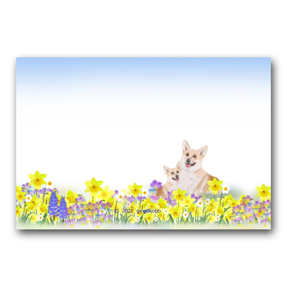 「ココロまでほぐしてくれるコーギーちゃん」　水仙　春　花　犬　ほっこり癒しのイラストポストカード3枚組　No.1264 1枚目の画像
