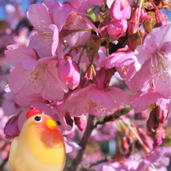 コザクラインコウェディング 5枚目の画像