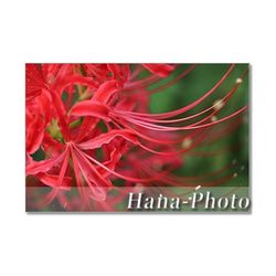 1198) 曼珠沙華（彼岸花） ポストカード5枚組 ポストカード Hana-Photo