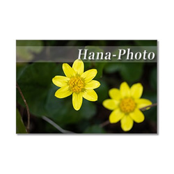 1438)  黄色の春の花たち　   ポストカード5枚組 1枚目の画像
