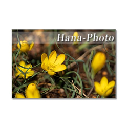 1438)  黄色の春の花たち　   ポストカード5枚組 2枚目の画像