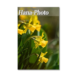 1438)  黄色の春の花たち　   ポストカード5枚組 3枚目の画像