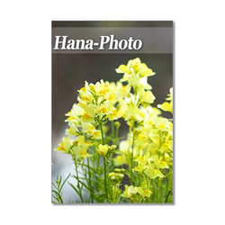 1438)  黄色の春の花たち　   ポストカード5枚組 4枚目の画像