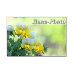 1438)  黄色の春の花たち　   ポストカード5枚組 5枚目の画像